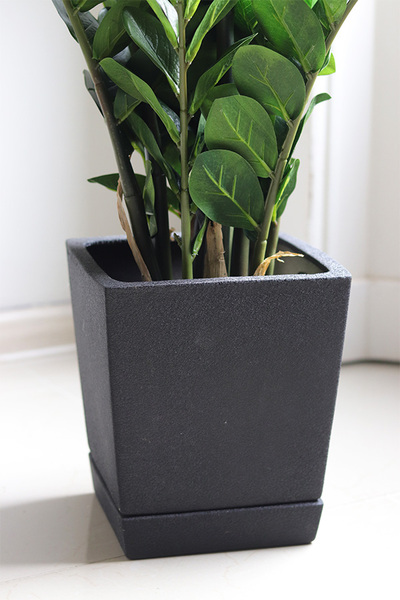 Zamiokulkas Volcan, kwiat doniczkowy w osłonce