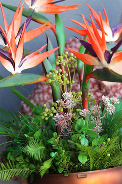 Strelicja Brown Cecile, kompozycja w szklanej donicy, wys.59cm