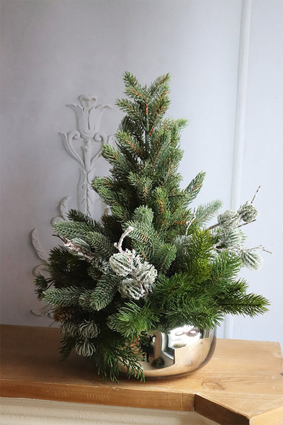 Silver Pompadour, choinka dekoracyjna w donicy