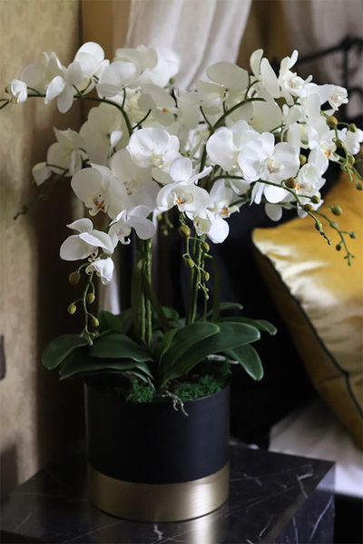 Blackisto Goldino D, elegancki storczyk w czarno-złotej donicy, wys.72cm