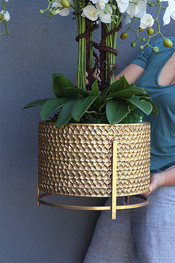 Goldenario Premium, biały storczyk w złotej donicy