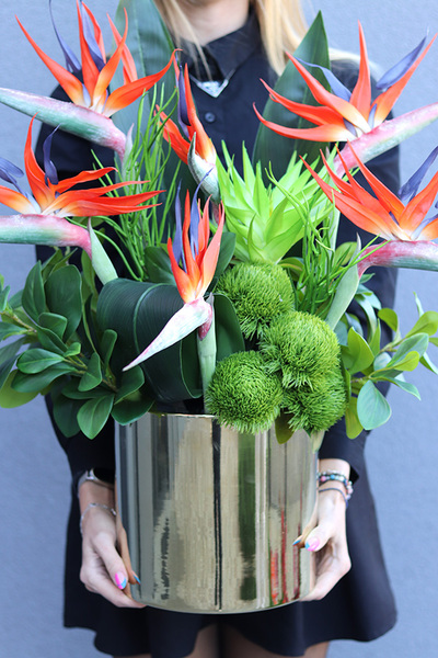 Strelicje Królewskie, kompozycja ze strelicją w złotej donicy, wys.64cm