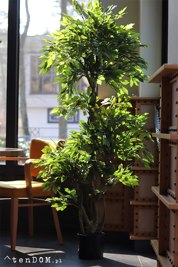 Fikus Benjamin F, sztuczna roślina w doniczce