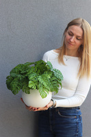 Monstera Doniczkowa, roślina doniczkowa w osłonce