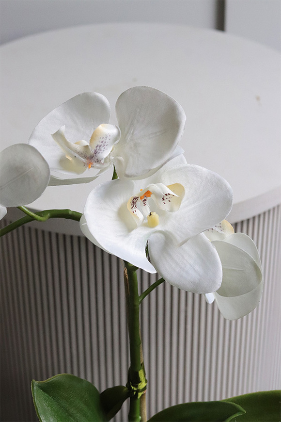 Fornasetta Kier, sztuczny storczyk w ozdobnej donicy