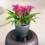 Classico LS, elegancka donica z nawadnianiem, antracyt