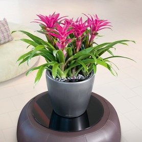 Classico LS, elegancka donica z nawadnianiem, antracyt, wym.33x35cm