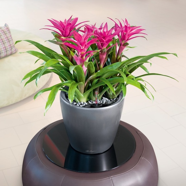 Classico LS, elegancka donica z nawadnianiem, antracyt