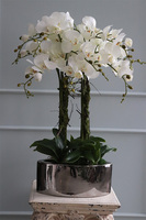 ekskluzywny storczyk Manfredo Tall w lustrzanej donicy, wys.76cm