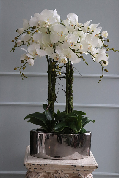 ekskluzywny storczyk Manfredo Tall w lustrzanej donicy, wys.76cm