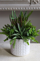 Jerudo C, kompozycja sukulenty w białej donicy, wys.27cm