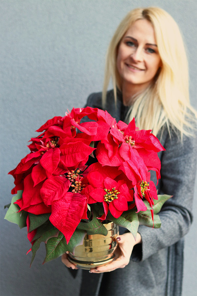 Gwiazda Betlejemska Złotti, wysokiej jakości sztuczna roślina