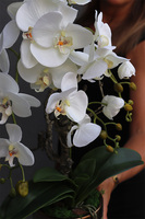 Green Bedua, sztuczny storczyk, wys.58cm