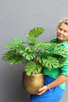 Monstera Gold Hilton 3, drzewko sztuczne w donicy