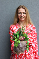 Hedute, sukulenty w ozdobnej donicy