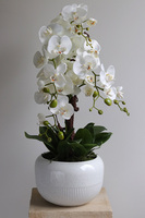 Bielleni 2, stylowy storczyk w doniczce ze wzorem