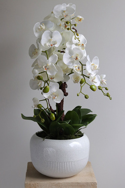 Bielleni 2, stylowy storczyk w doniczce ze wzorem, wys.73cm