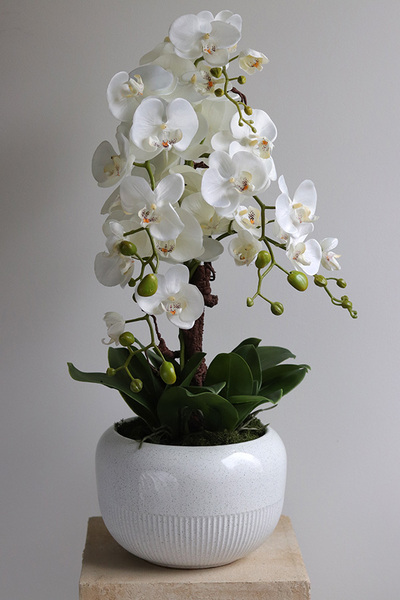 Bielleni 2, stylowy storczyk w doniczce ze wzorem