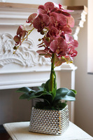 Kretaso Granada, gumowy storczyk