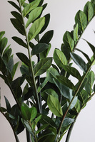 Zamiokulkas Mardin Gold, sztuczna roślina w doniczce