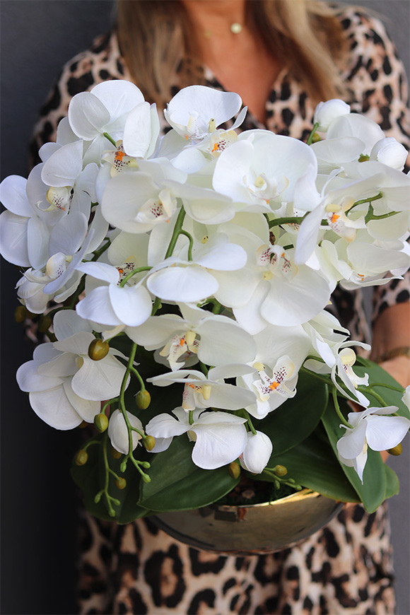 Cecile Jeanne, efektowny storczyk w złotej misie