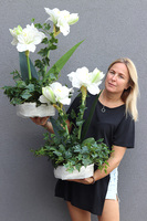 Amarylis Biel, roślina w gąbce florystycznej do Twojej donicy, 1 szt., wys.70cm