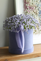 Kaszka Liliowa, flowerbox kwiatowy welurowy, gipsówka