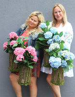 Blue Hortensja w Mchu, kompozycja kwiatowa w pniu	