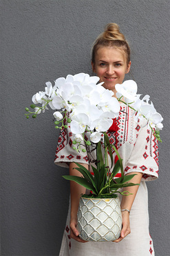 Tilda White Cremona, śnieżnobiały storczyk w ceramicznej donicy, wys.65cm