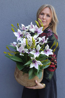 Herlow Sydney, biały gumowy storczyk w donicy