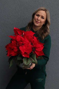 Gwiazda Betlejemska Silverra, wysokiej jakości sztuczna roślina, wys.42cm  