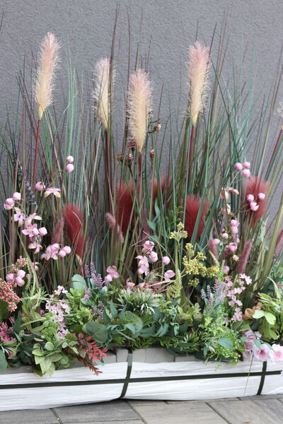 Albertina Saute New, kompozycja z traw i sukulentów do twojej donicy