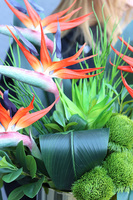 Strelicje Królewskie, kompozycja ze strelicją w złotej donicy, wys.64cm