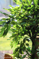 Fikus Benjamin F, sztuczna roślina w doniczce