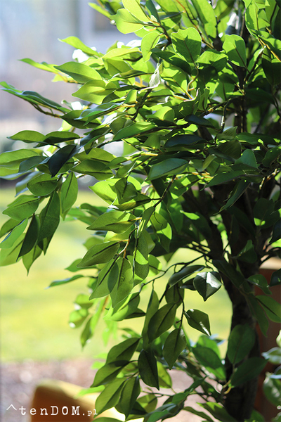 Fikus Benjamin F, sztuczna roślina w doniczce