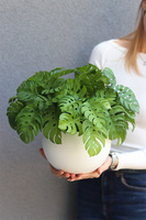 Monstera Doniczkowa, roślina doniczkowa w osłonce