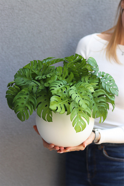 Monstera Doniczkowa, roślina doniczkowa w osłonce