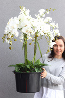 biały storczyk w okrągłym wkładzie, Mediolan 2, wys.110cm 