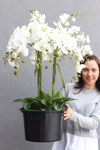 biały storczyk w okrągłym wkładzie, Mediolan 2, wys.110cm 