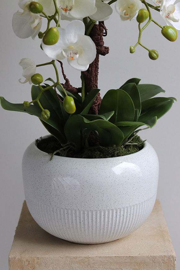 Bielleni 2, stylowy storczyk w doniczce ze wzorem