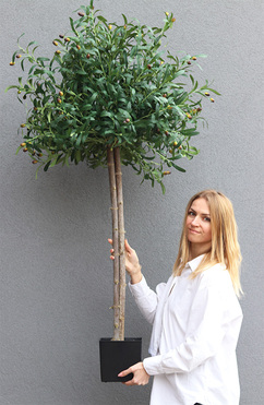 Drzewko Oliwne / Oliwka, sztuczne drzewko w osłonce, wym.158cm