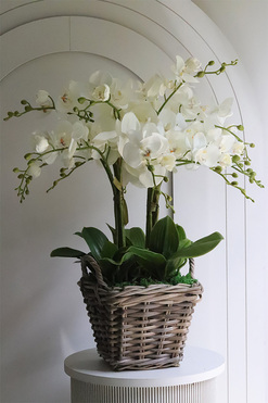 Rattania Provance D, sztuczny storczyk w wiklinowym koszu, wys.65cm 