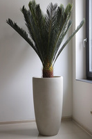 Cykas Ibis Concrete, sztuczna roślina w betonowej donicy