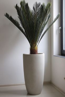 Cykas Ibis Concrete, sztuczna roślina w betonowej donicy, wys.178cm 