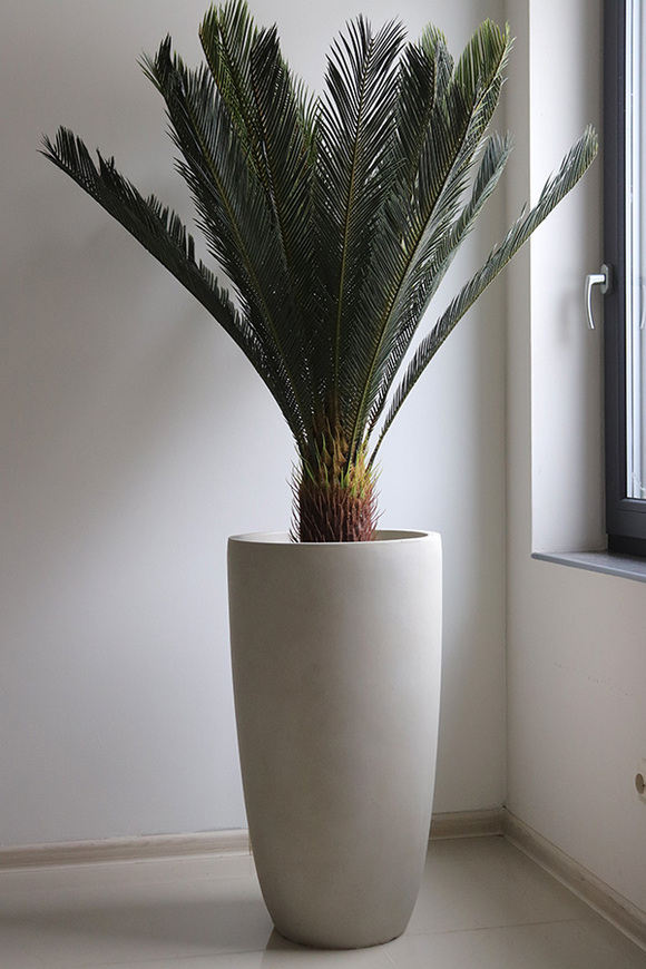 Cykas Ibis Concrete, sztuczna roślina w betonowej donicy