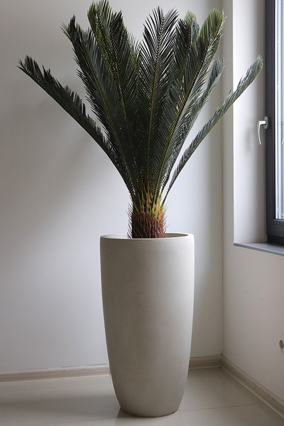 Cykas Ibis Concrete, sztuczna roślina w betonowej donicy