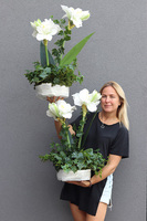 Amarylis Biel, roślina w gąbce florystycznej do Twojej donicy, 1 szt., wys.70cm