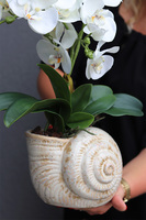 Muszla, sztuczny storczyk w dekoracyjnej donicy,