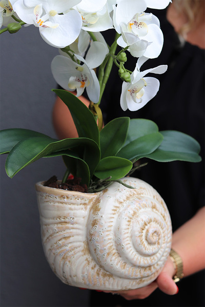 Muszla, sztuczny storczyk w dekoracyjnej donicy,