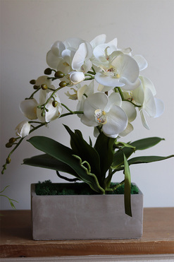 Banerra Betonowa, storczyk w minimalistycznej donicy, wys.47cm